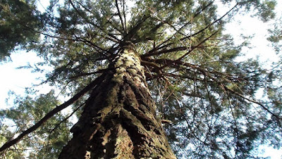 Looking skyward up the trunk of a giant douglas fir tree