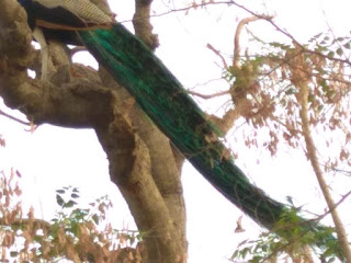 Peacock sitting on a tree at Sanganer dadabadi sanctuary Peacock sitting on a tree at Sanganer dadabadi sanctuary