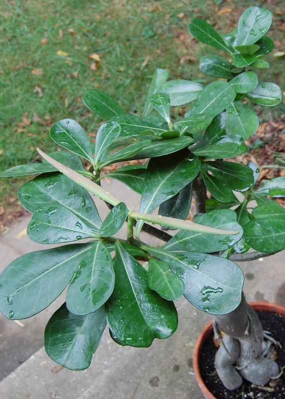 The Indoor Garden About the Elephant Foot plant