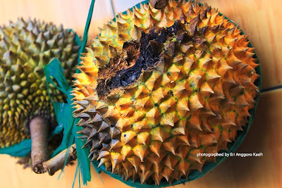 Durian bekas tupai yang berwarna kuning kehijauan, rasanya legit Durian bekas tupai yang berwarna kuning kehijauan, rasanya legit