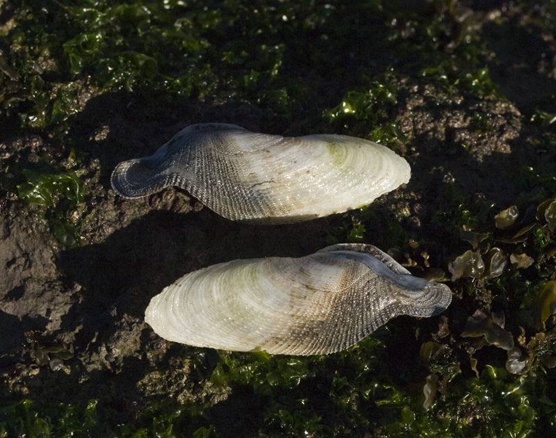 Paseos por la naturaleza Pholas dactylus. Barrena.