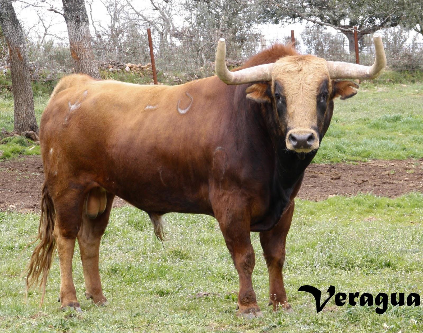 Encastes Bravos Pedraza de Yeltes, de la casta, a las plazas que