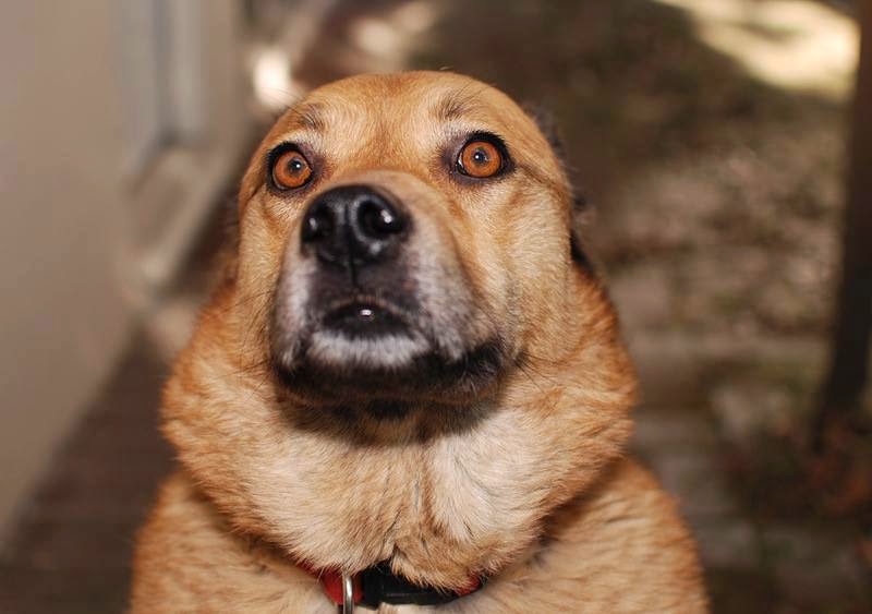 30 лет собаки. Бест Догги. Frightened Dog. Look serious Dog. Scared Dog meme.