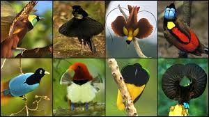 Evolution In The Birds of Paradise - Various Bird Species
