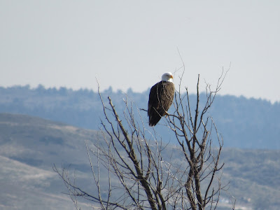 Lower Klamath National Wildlife Refuge