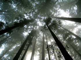 The majesty of ancient redwood forests