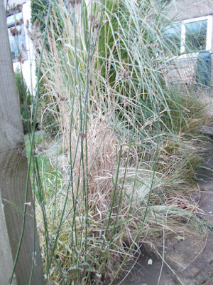 Verbena bonariensis stems in late winter Green Fingered Blog