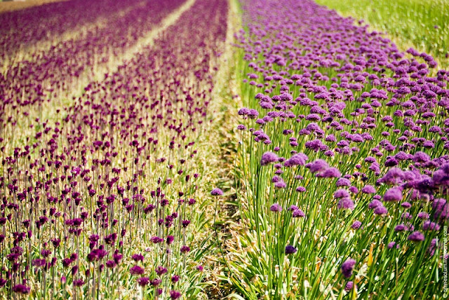 ( ) keukenhof-43.jpg