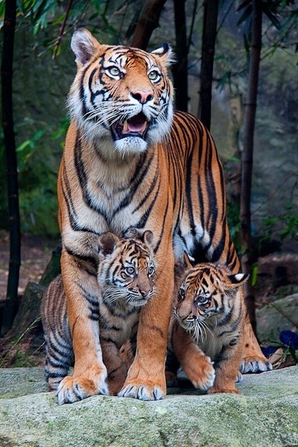 Superstition Is All We Have Left Call Me Tiger