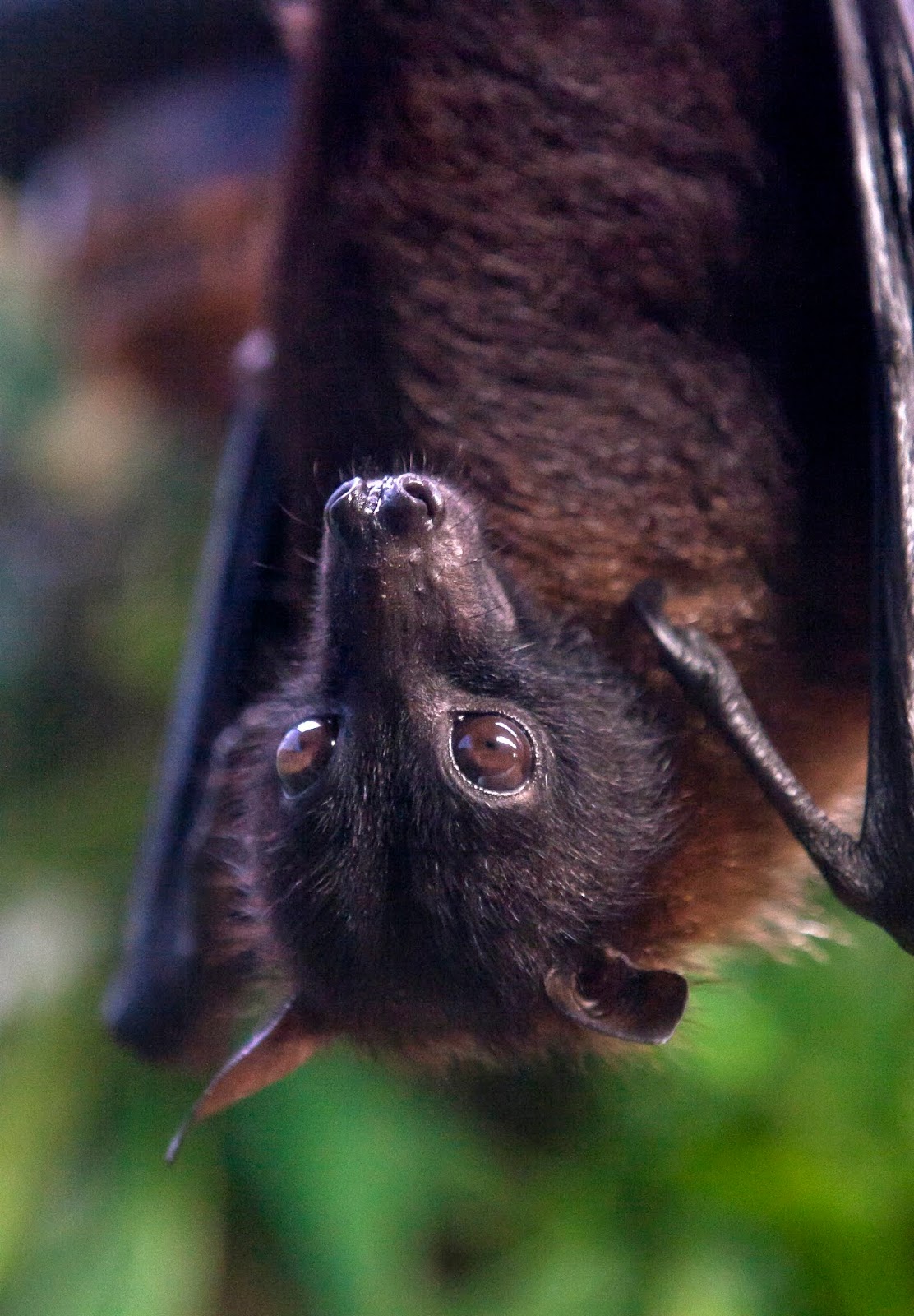 Celebrate Bat Appreciation Month Go Batty for Bats!