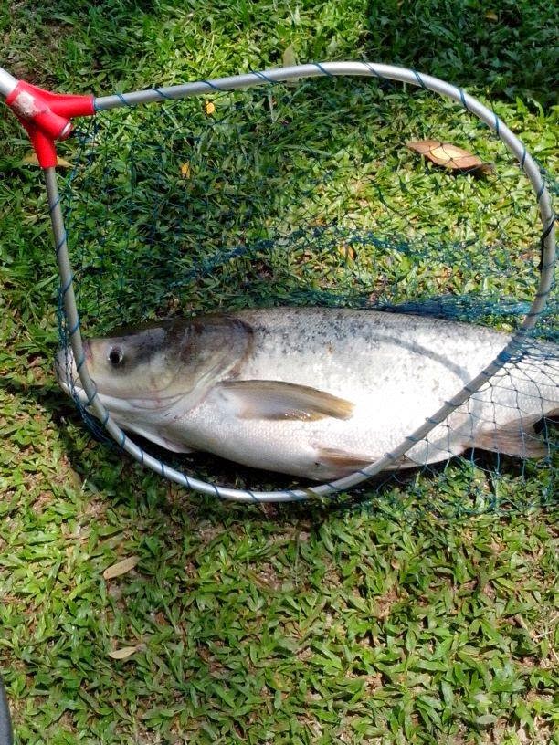 Resepi Ikan Tongsan Tk Beteng