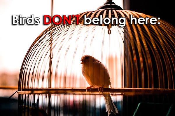 Las aves no pertenecen a celdas