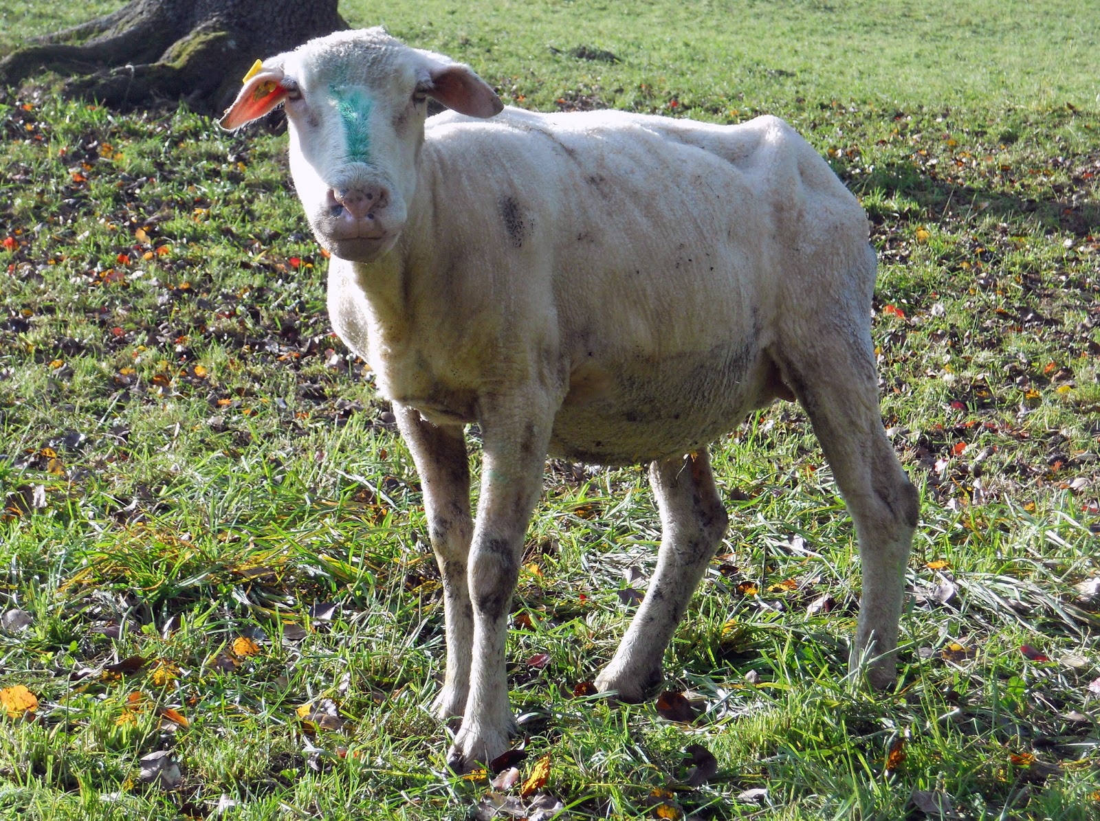 2R Schafe Ein sehr altes Schaf 2R Schafe Ein sehr altes Schaf