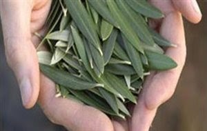 Όλα για την ορθή λίπανση σε μηλιές και φασολιές της Καστοριάς