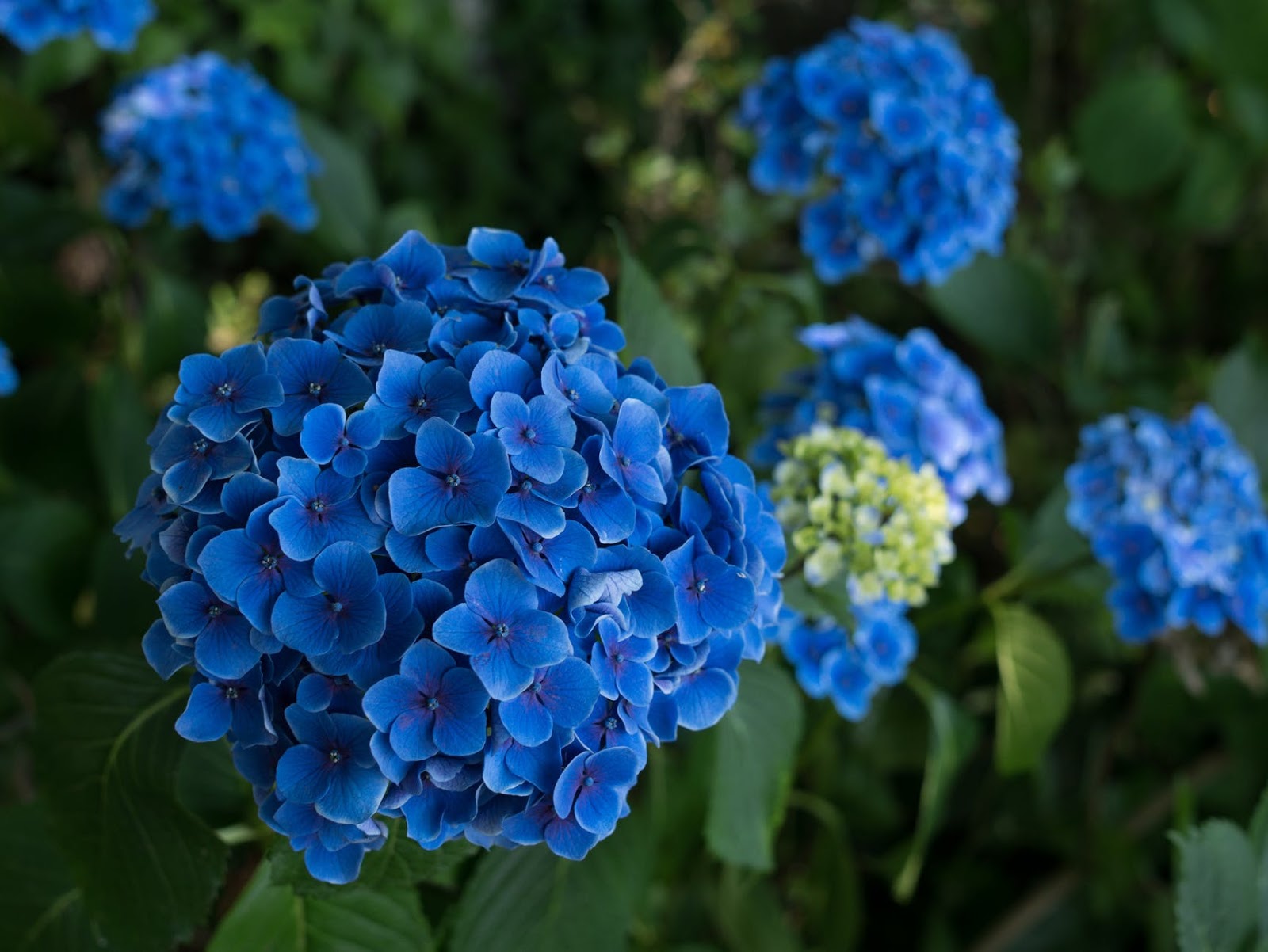Inilah 7 Bunga Warna Biru Super Cantik Lengkap dengan Gambarnya Ayo 