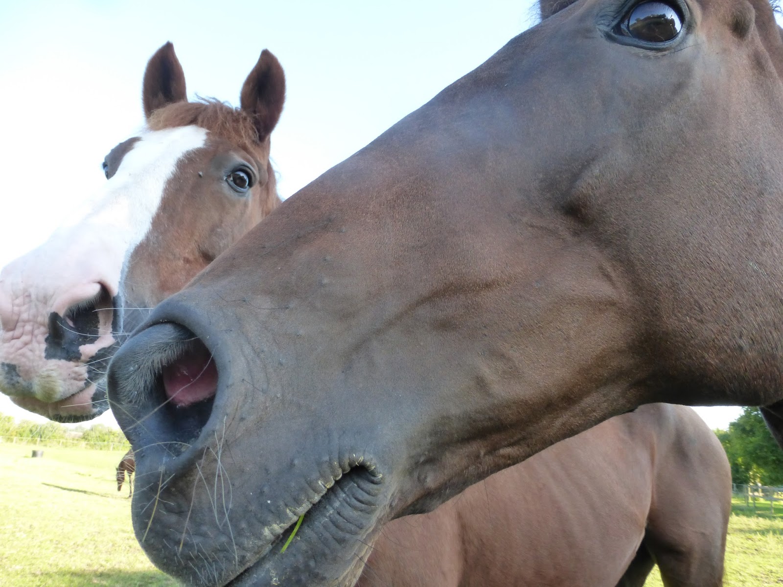 Horse Life and Love All About. the other senses!