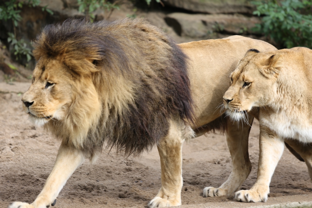 De leeuw uit Artis is overleden