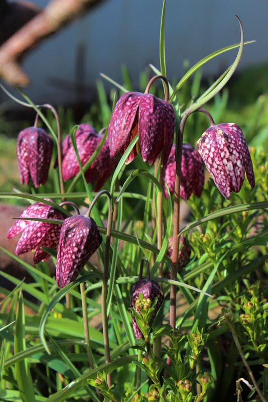 Wildes Gartenglück Garten im Frühjahr wichtige Frühjahrsblüher und