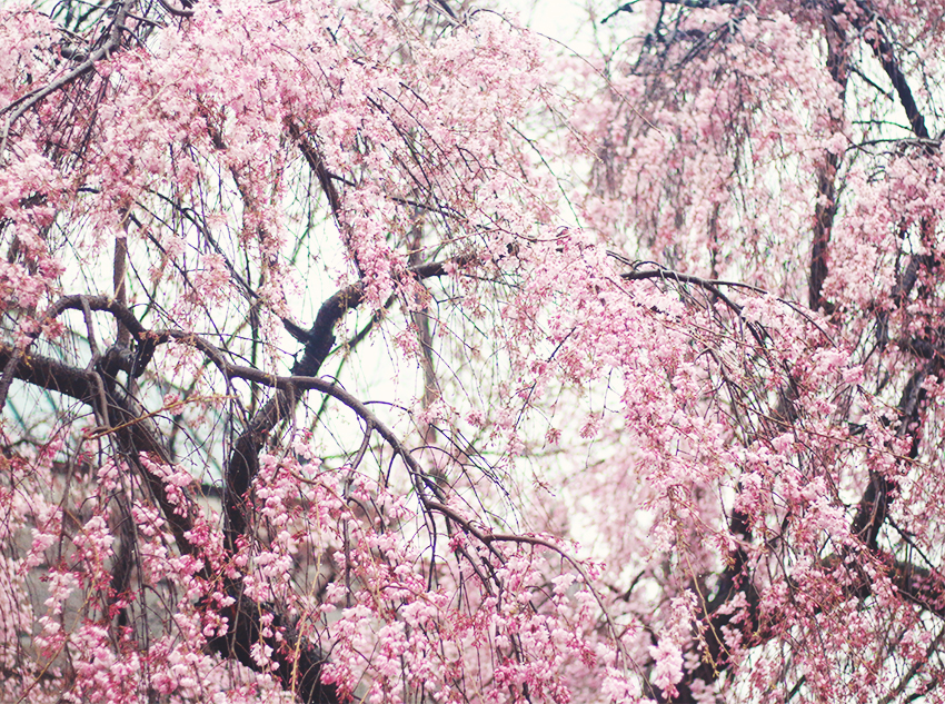 Dadou~Chic: Cherry Blossoms