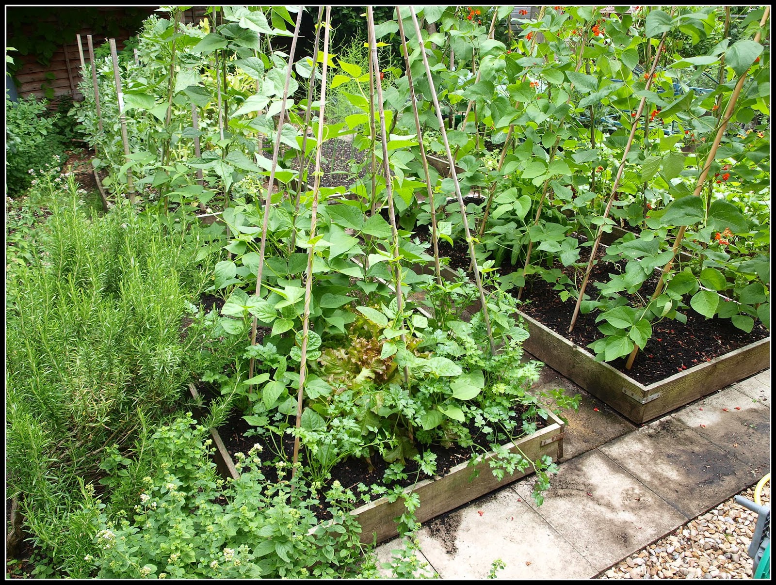 Mark's Veg Plot Climbing French Bean "Cobra"