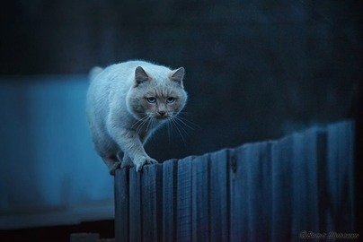 gatos-activos-durante-horas-nocturnas