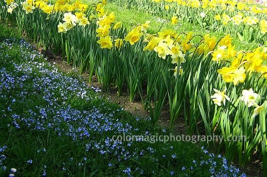 Flower bed with yellow daffodils and speedwell
