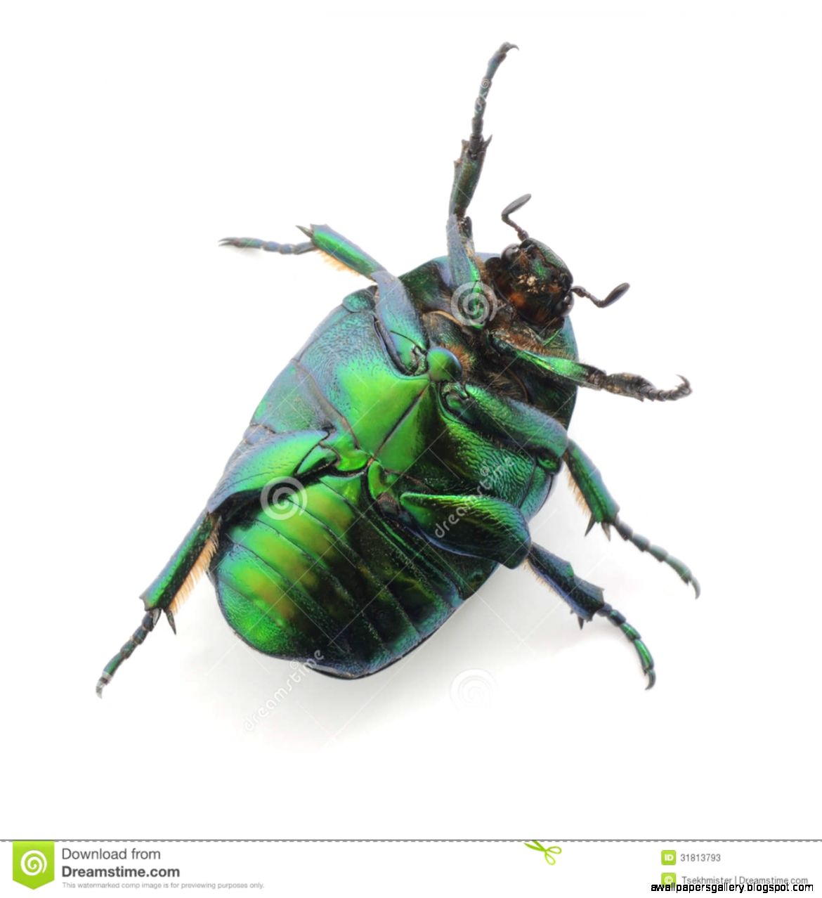 Green Rose Chafer Beetle