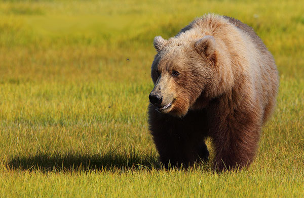 buribalek: amazing animals bear grizzly pictures, desktop animals bear ...