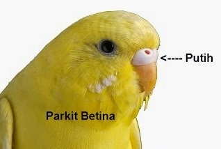 Burung Parkit Ciri Ciri Burung Parkit Cara Membedakan Burung