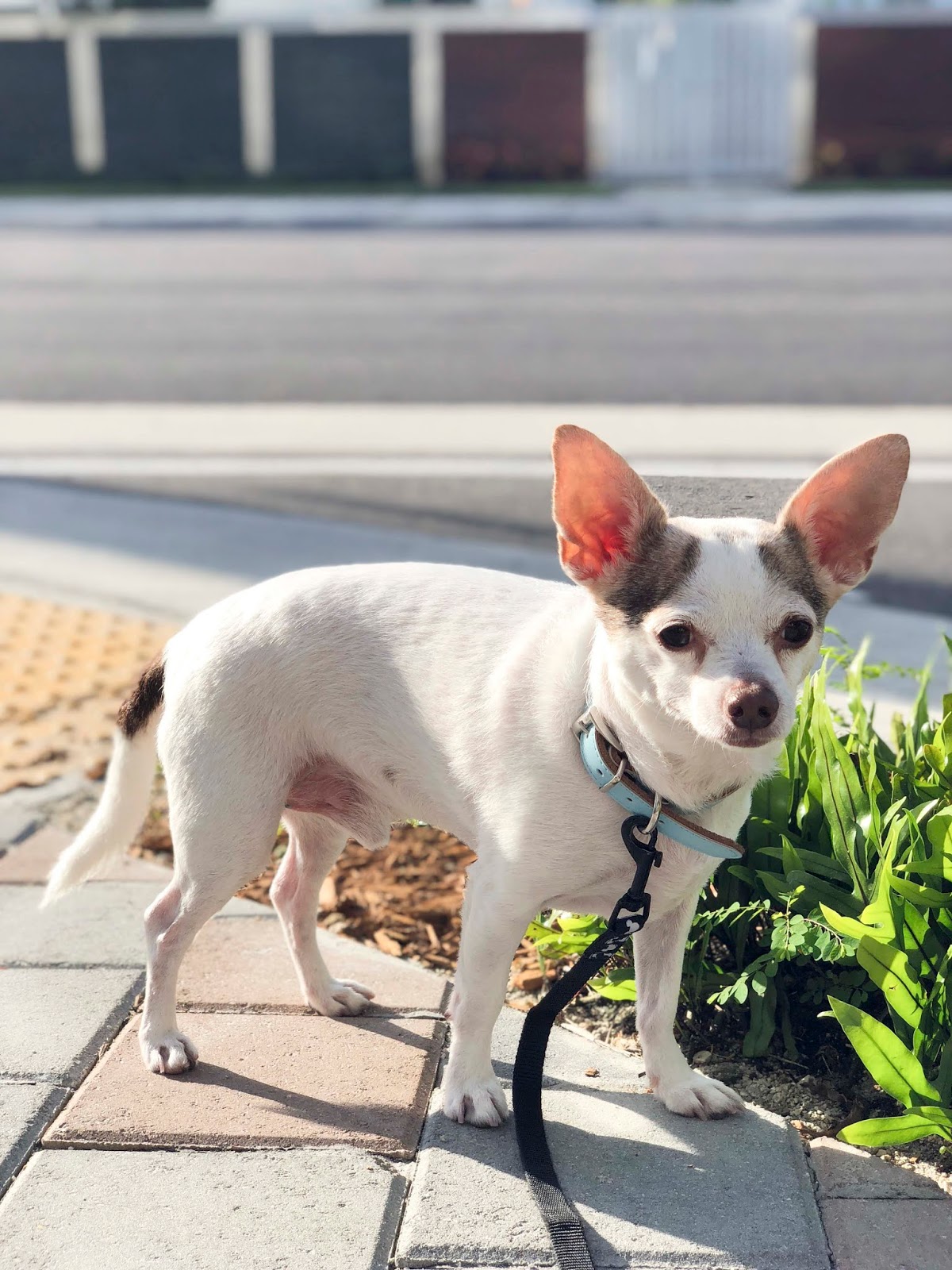 Florida Dog Walkers and Pet Sitters Miami Doggie Daycare & Boarding