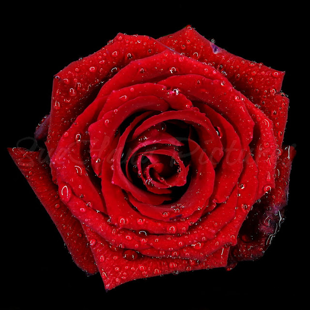 My Whatever Story Red Rose means LOVE.