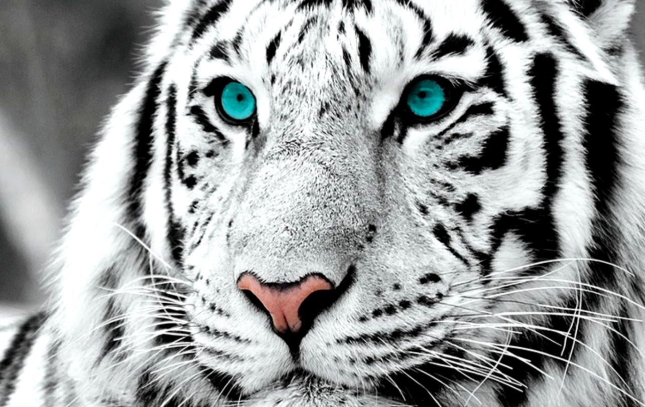 White Tiger With Blue Eyes Wallpaper Wallpapers Comp