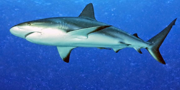 dinimizce köpek balığı yenir mi