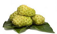 Morinda Citrifolia @ Mengkudu