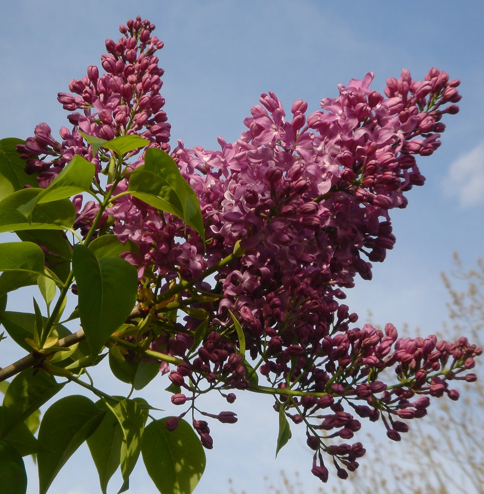 Feathers and Flowers "When lilacs last in the dooryard bloom'd"