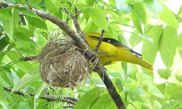 Mengetahui Sarang Burung Kepodang Di Alam Liar Paling Lengkap