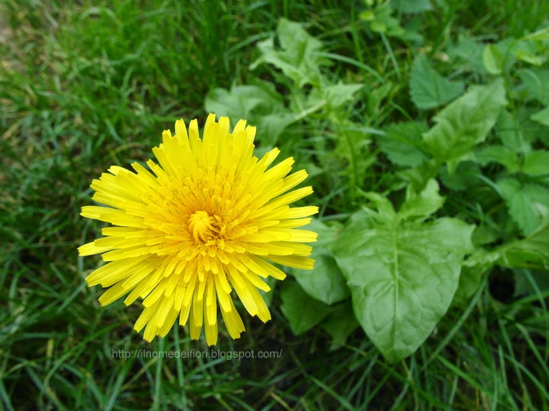 nomi di fiori gialli nomi di fiori gialli