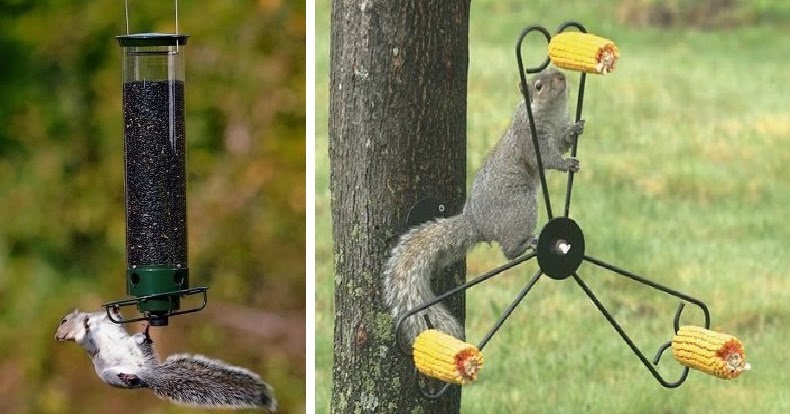 What exactly do you mean by "squirrel spinner"? | Best Squirrel Proof