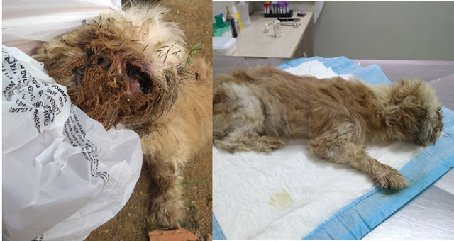 Shih Tzu é encontrado em estado péssimo é salvo por protetora animal