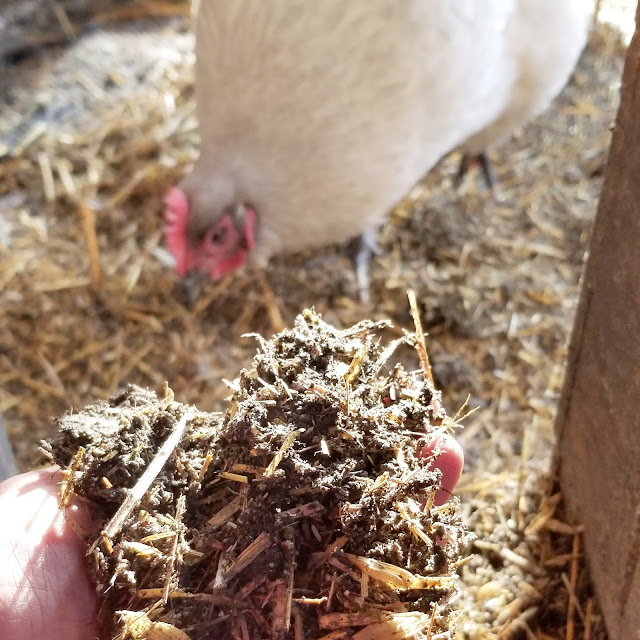 The Deep Litter Method of Winter Chicken Coop Maintenance Fresh Eggs