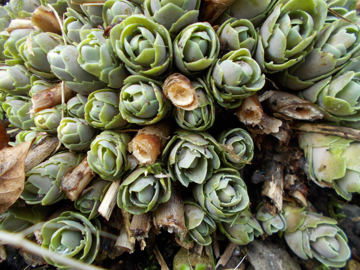 The Green Fingered Blog Time to cut back perennial plants