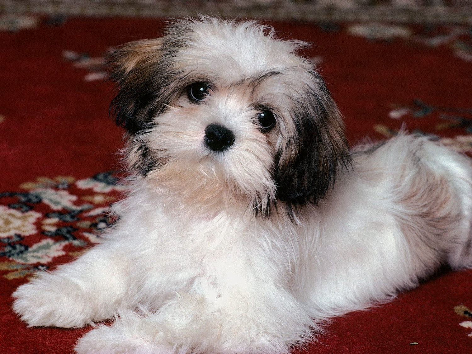 Shih Tzu Puppy Wallpaper