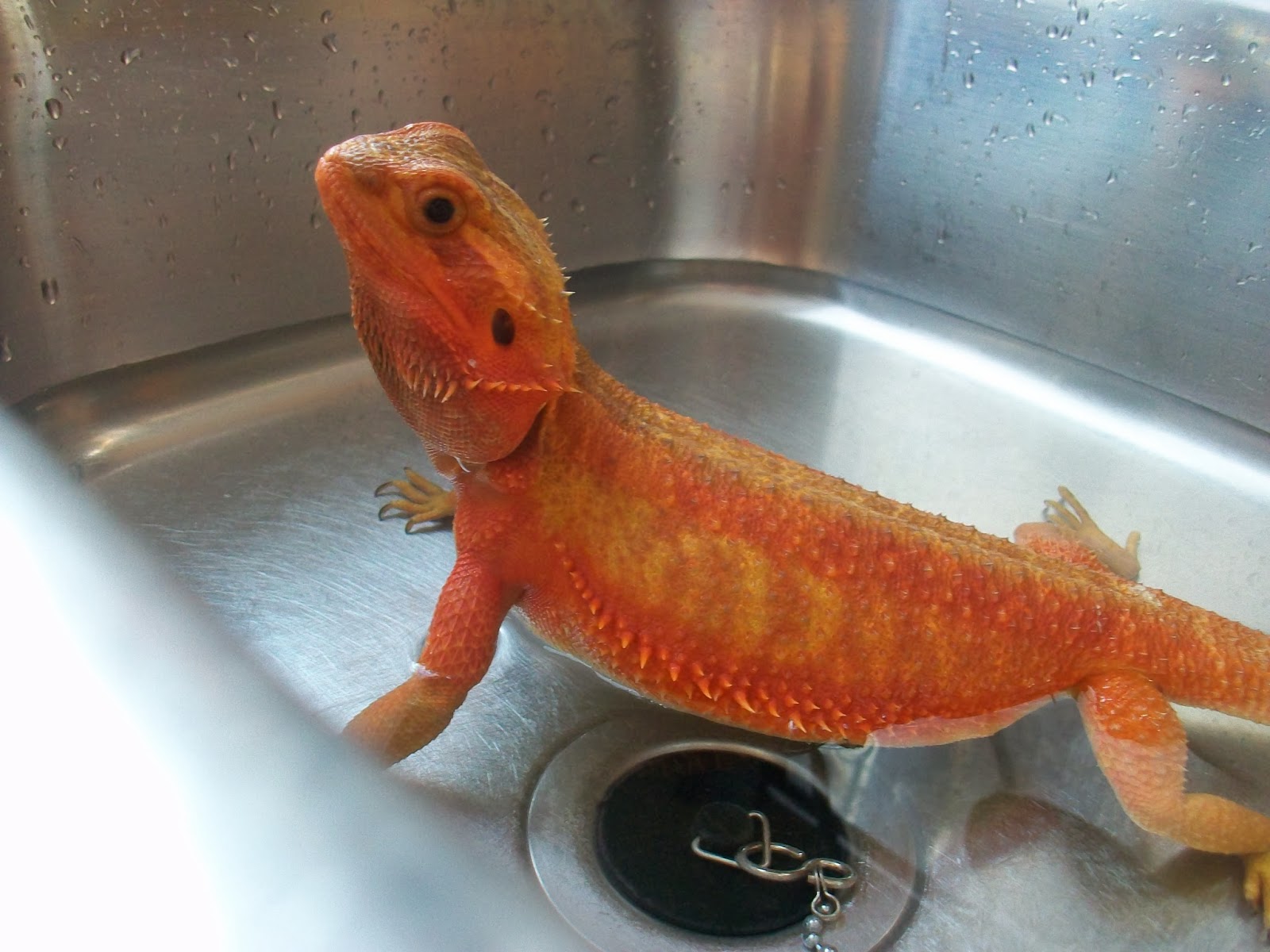 bearded-dragon-paw-print-2.jpg