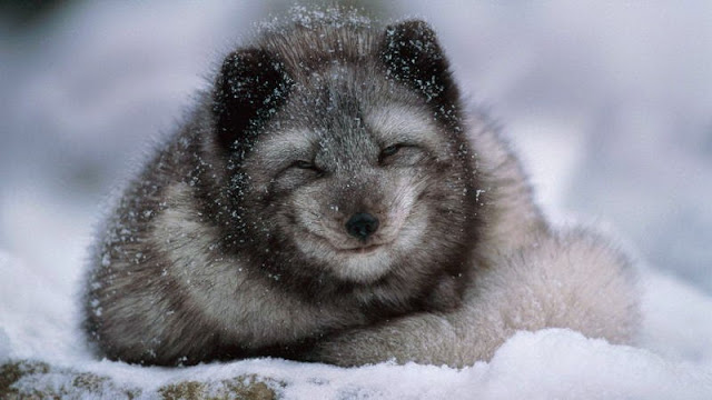 كيف تعيش الحيوانات في القطب الشمالي؟ Arctic_animals_fox_smile