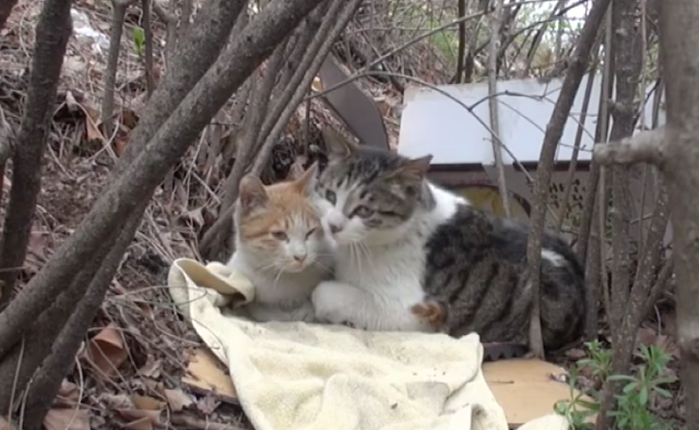 Video Gambar Kisah Seekor Kucing Jaga Rakannya Cacat Lain Datang