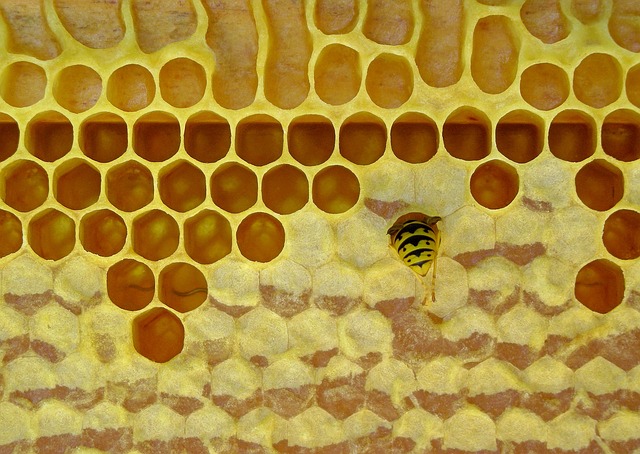 La cera de abejas es un remedio increíble