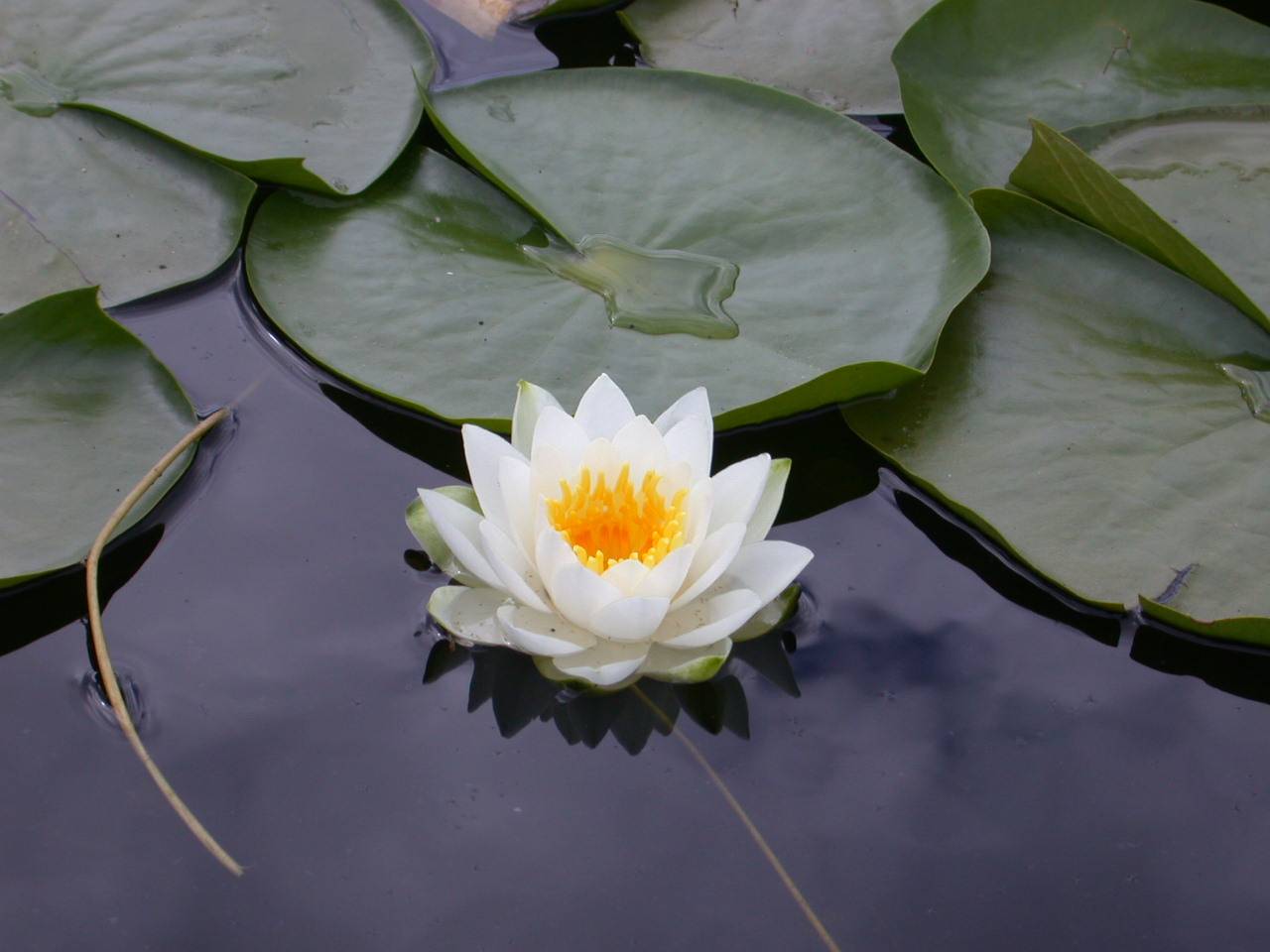 white lotus - photo #8
