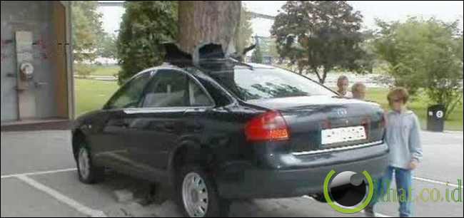 Mobil tertembus pohon