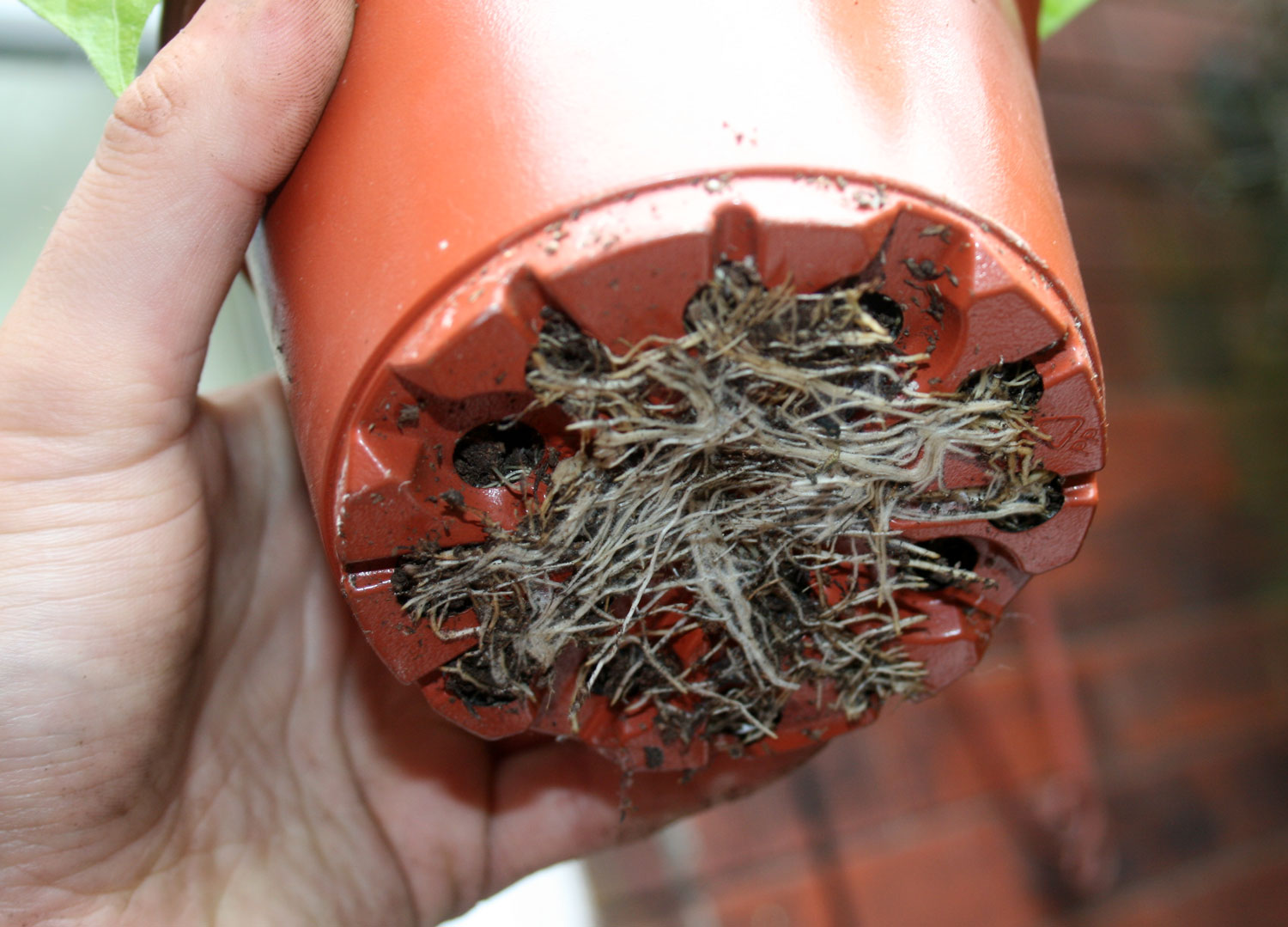 The PartTime Homesteader Potting up the Ghost Chilli