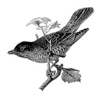 bird warbler digital transfer clipart illustration printable